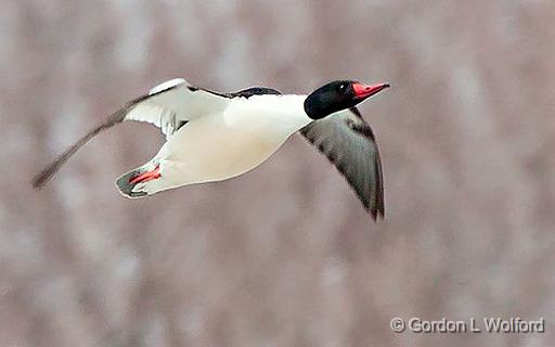 Merganser In Flight_28901.jpg - Common Merganser (Mergus merganser) photographed near Crosby, Ontario, Canada.